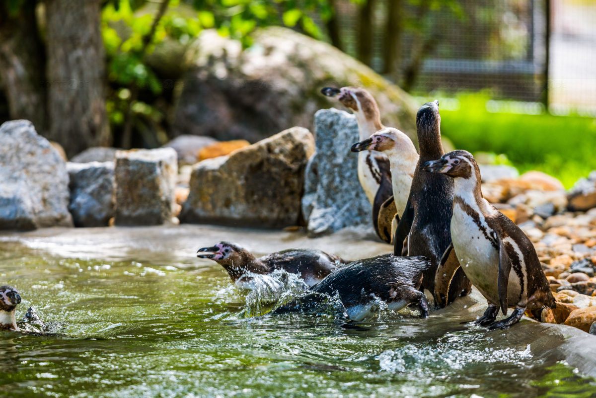 Diskussion über Pinguin-Haltung im Zoo