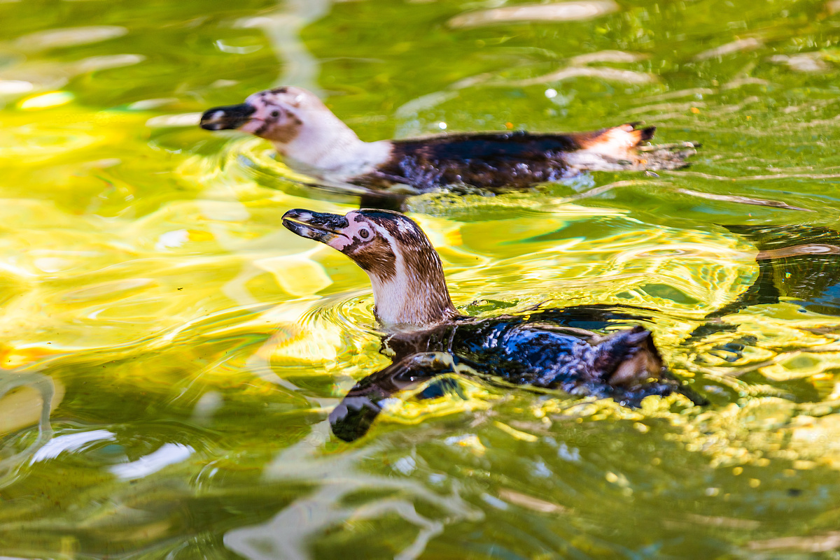 Drei weitere Pinguine tot - Haltungsstopp verhängt