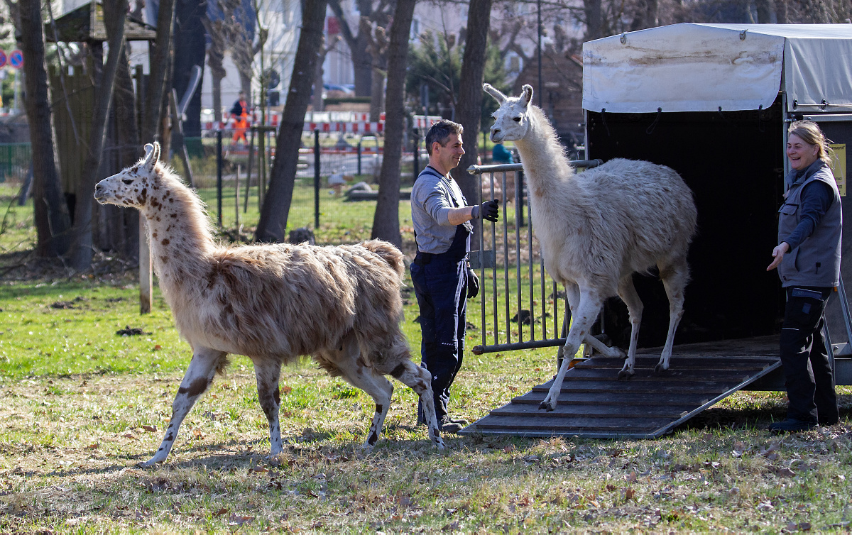 Lamas bekommt das Tiergehege gut
