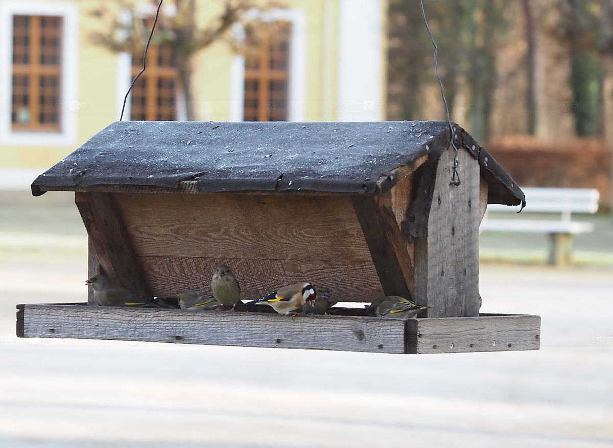 Füttern ist in Ordnung, ein Natur-Garten besser