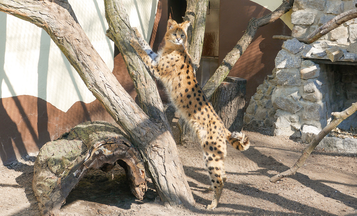 Erster Teil der Serval-Anlage fertiggestellt