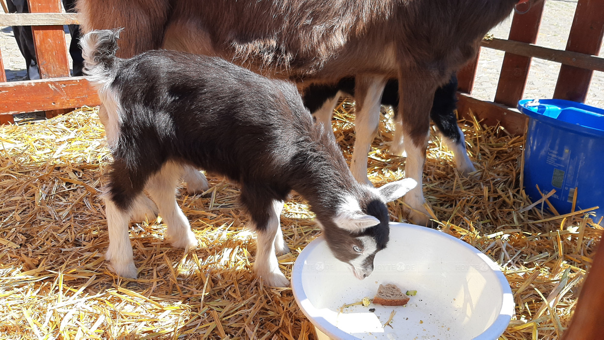 Ziegen-Nachwuchs auf der Jugendfarm