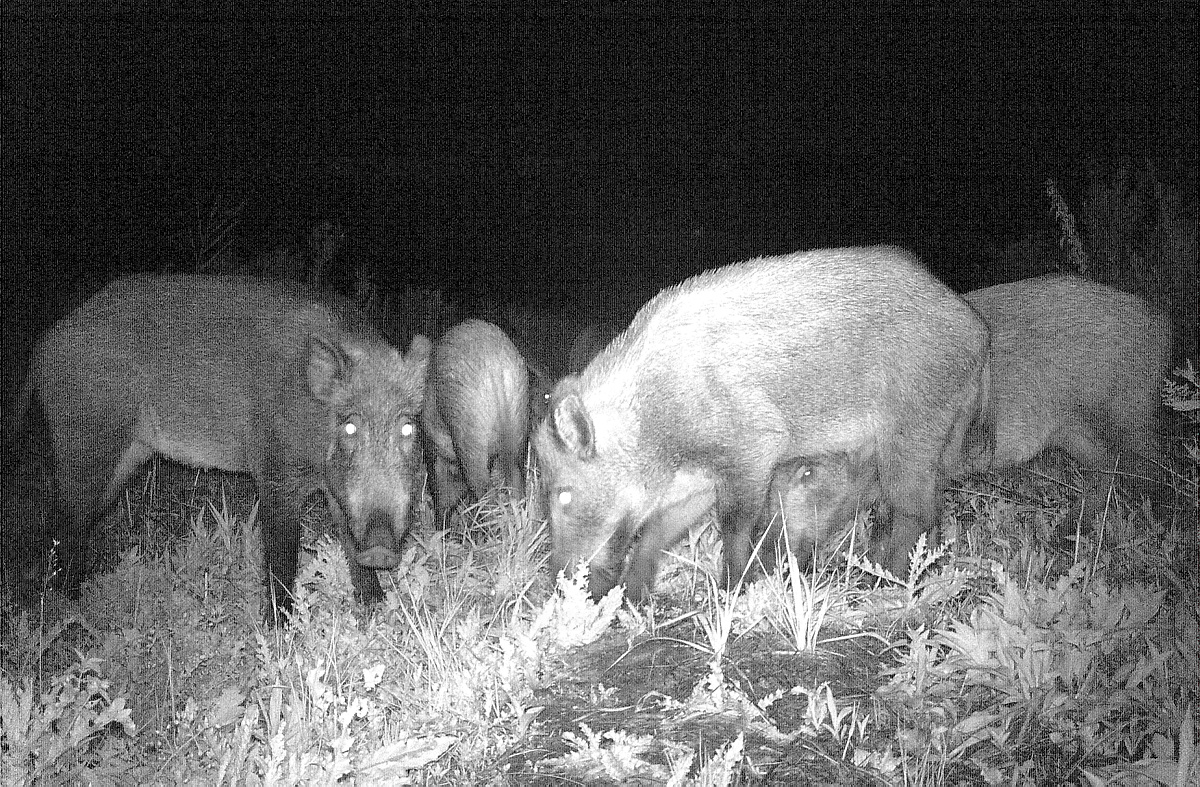 In der Dunkelheit mit Wildschweinen kollidiert