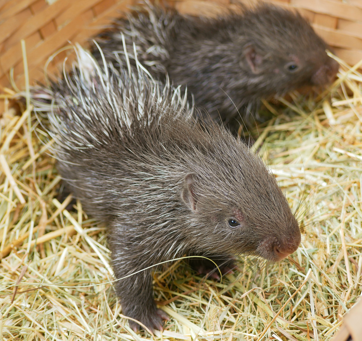 Nachwuchs bei den Zoo-Stachelschweinen