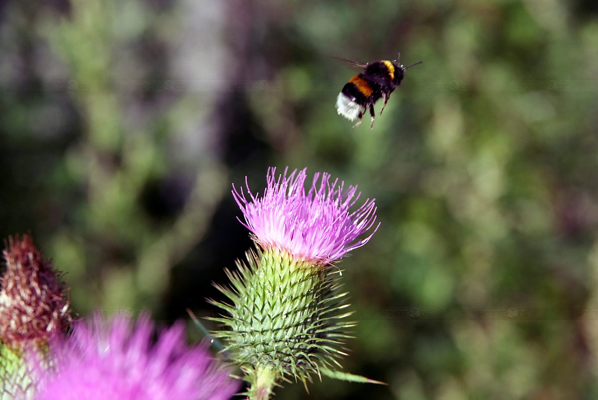 Insektenfreundliche Gärten gesucht