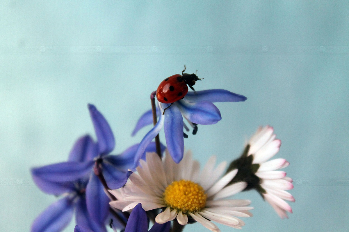 Insektenfreundliche Gärten gesucht