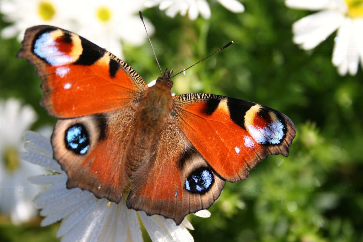 Insektenfreundliche Gärten gesucht