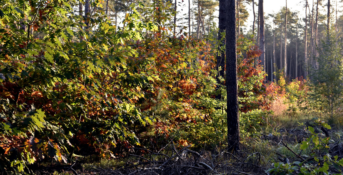 Naturverjüngung im Kühnichter Wald