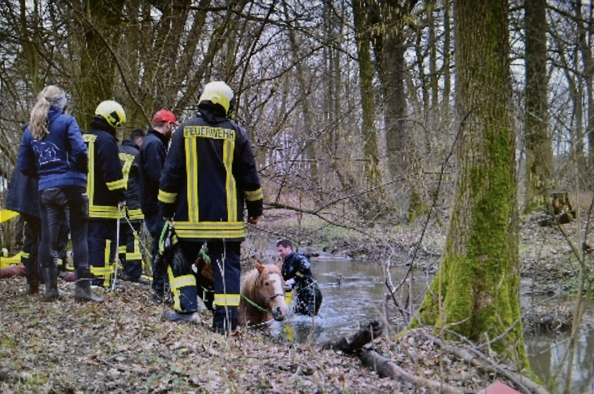 Pferd von Feuerwehr aus Schwarzer Elster gerettet