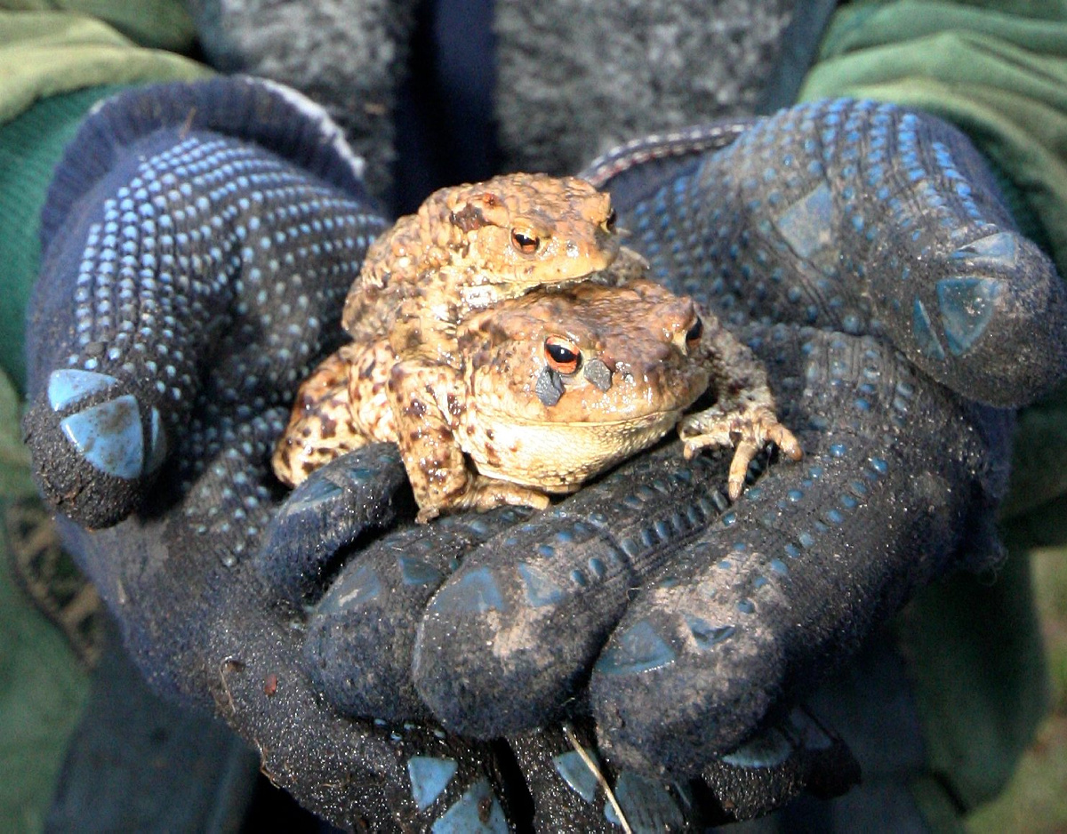 Zunächst Verzicht auf Amphibienschutzzaun