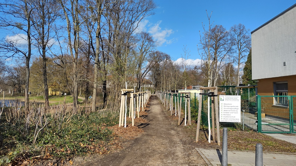 Kastanienallee im Schlosspark nun wieder vollständig