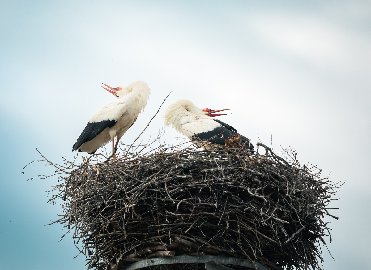 Auf Storchen-Nest in Schwarzkollm wird geklappert