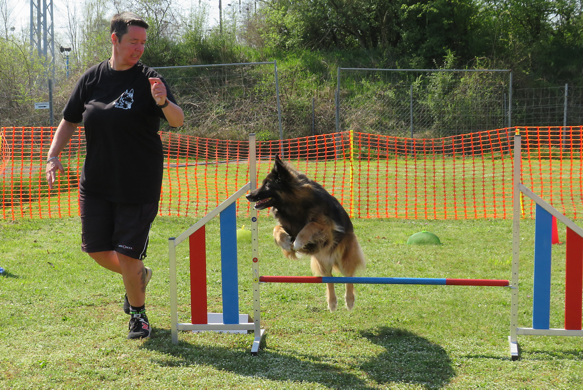 Wettkampffieber auf dem Hundesportplatz