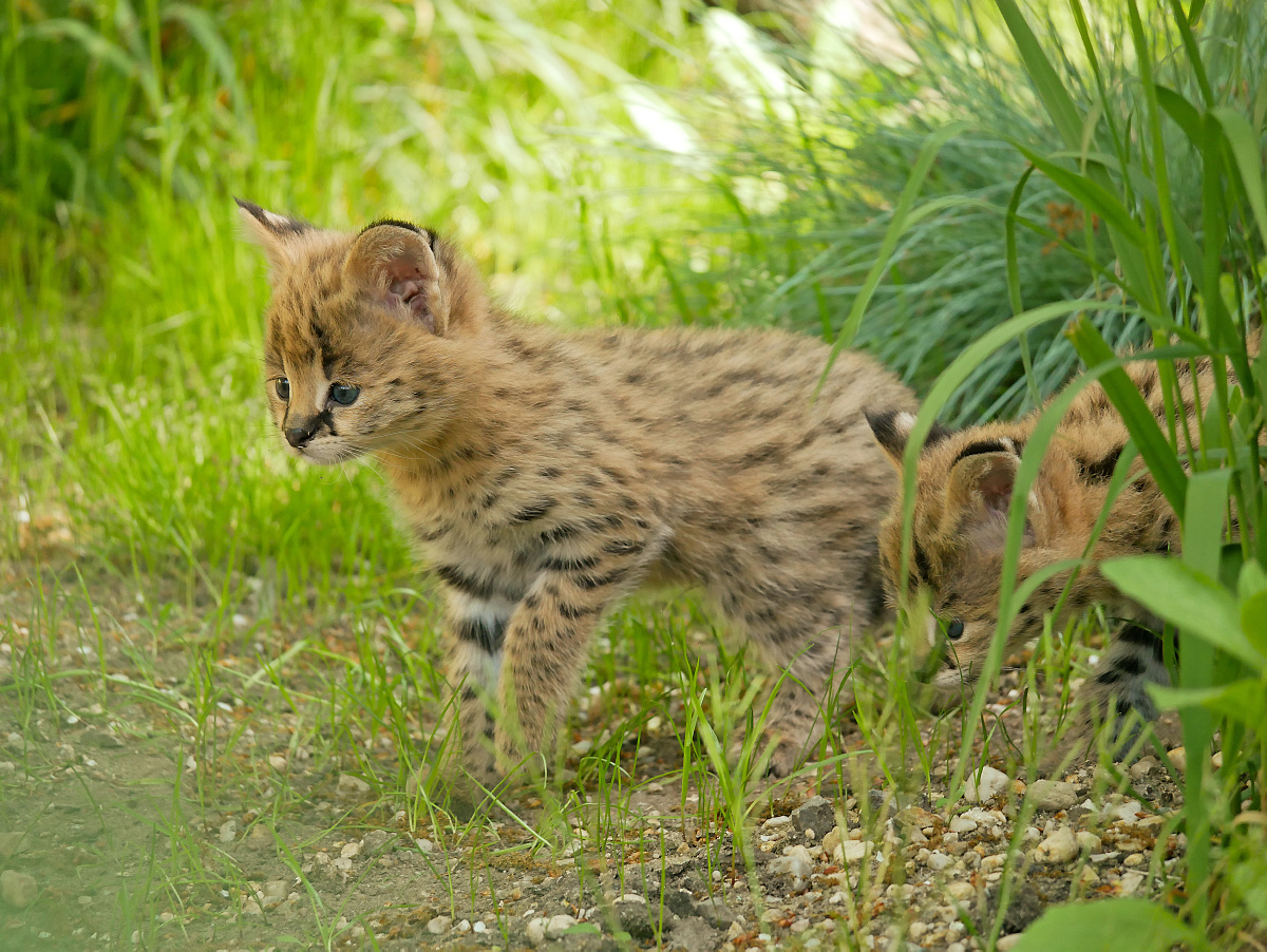 Serval-Kätzchen in Hoyerswerdas Zoo geboren