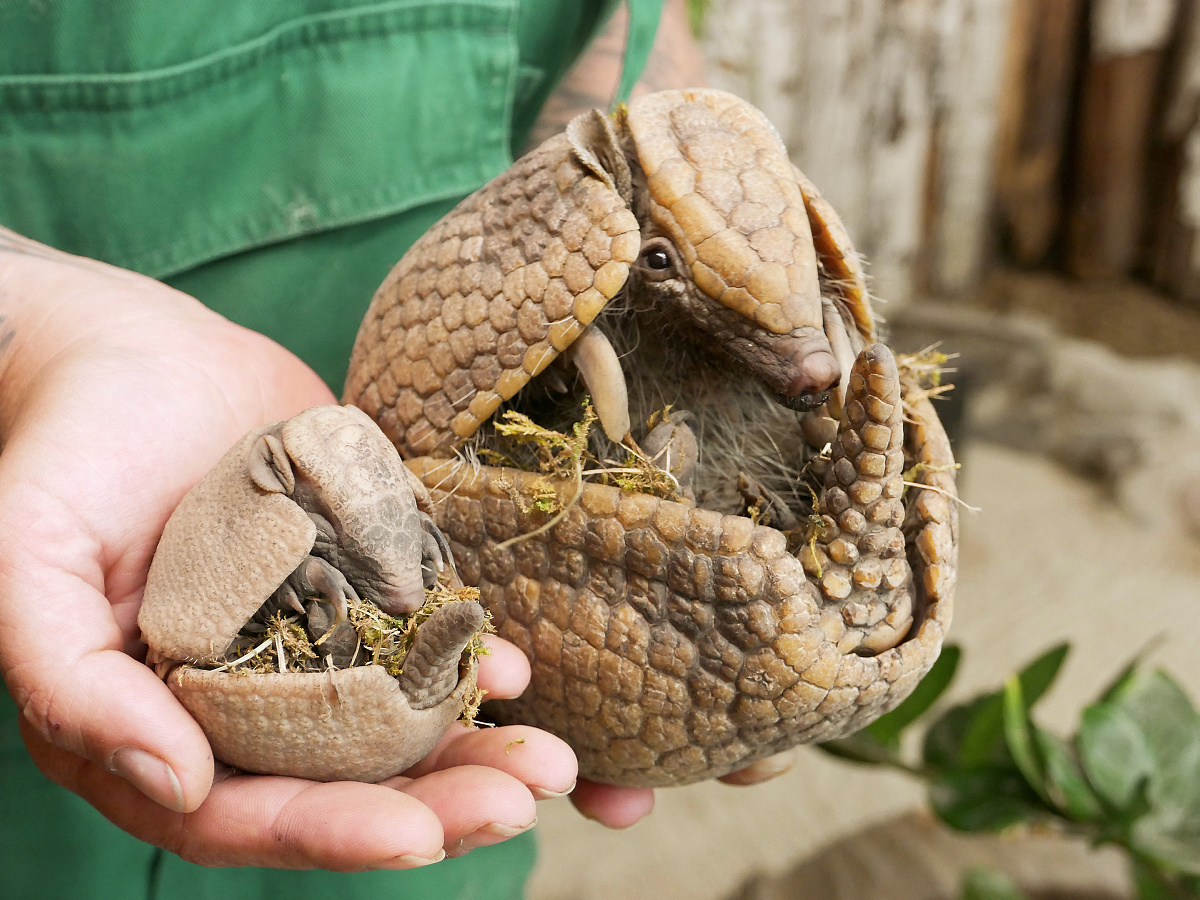 Zoo meldet Nachwuchs bei den Kugelgürteltieren