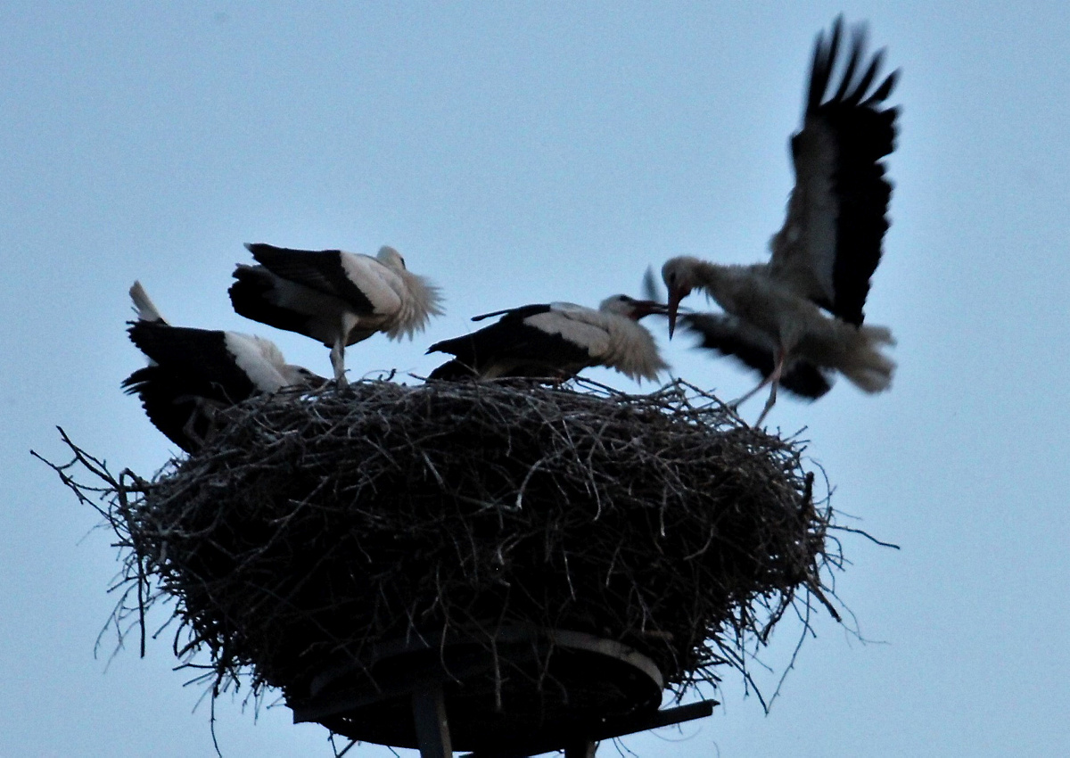 Erste Flugversuche in Schwarzkollm