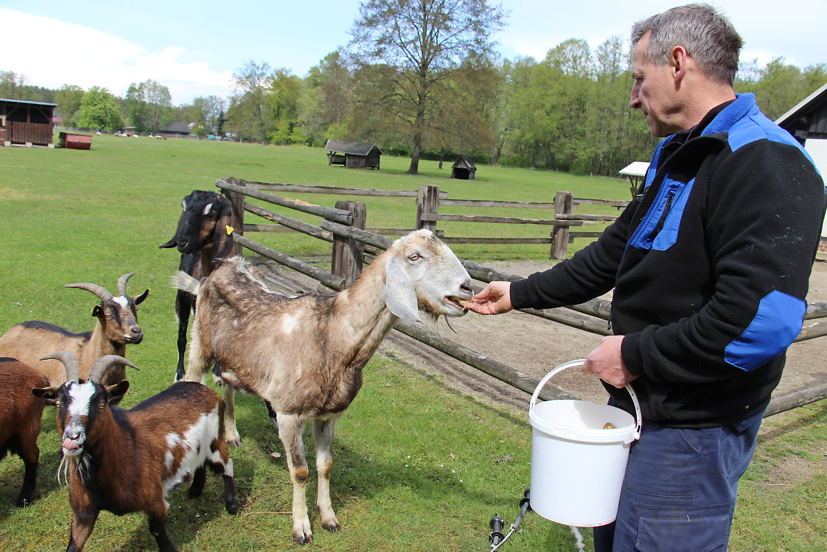 Groß, größer, am größten: Riesenziegen in Bernsdorf