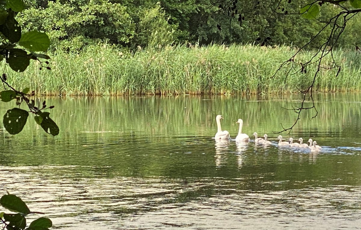 Im Teich: Gleich sieben auf einen Streich