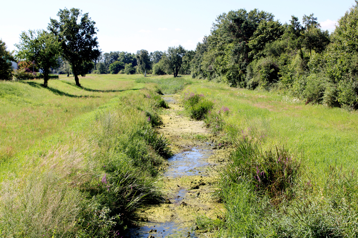 Nur noch Pfützen im Fluss zu sehen