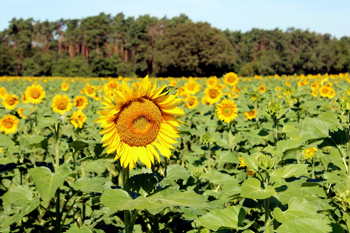 Gelbe Blumen mit bewegten Köpfen