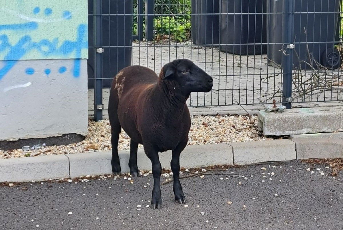 Tote und aufgescheuchte Schafe nach Wolfsangriff