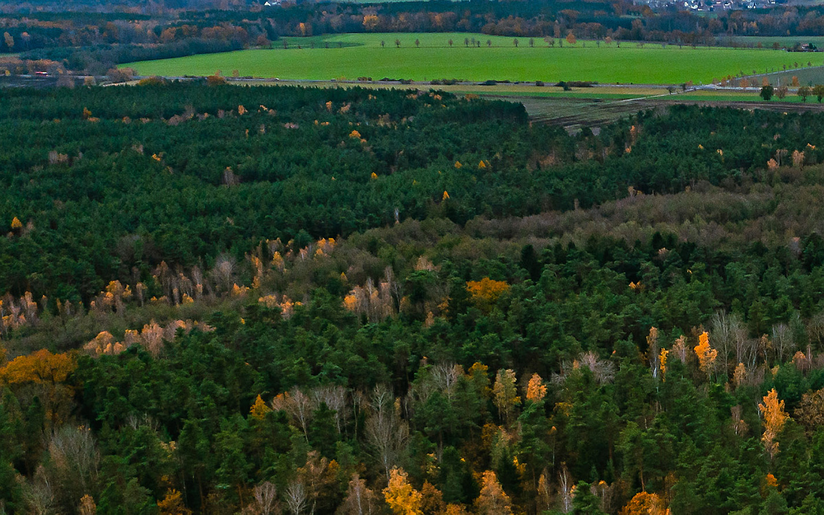 Die Elsterheide sucht Orte zum Bäumepflanzen