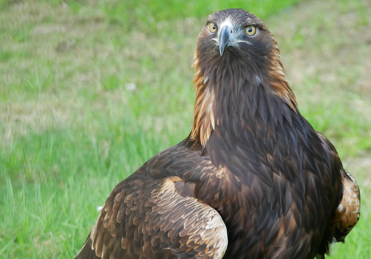 Zoo lässt Steinadler-Weibchen einschläfern