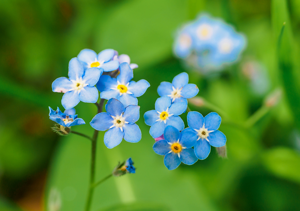 Einladung zum gemeinsamen Blümchen-Pflanzen