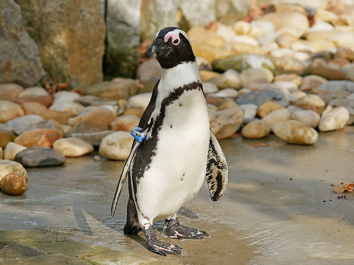 Der Zoo gibt seine Pinguin-Haltung auf