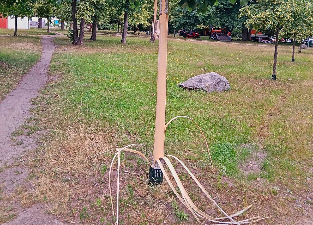 Baum-Frevel: Wer ist das gewesen?