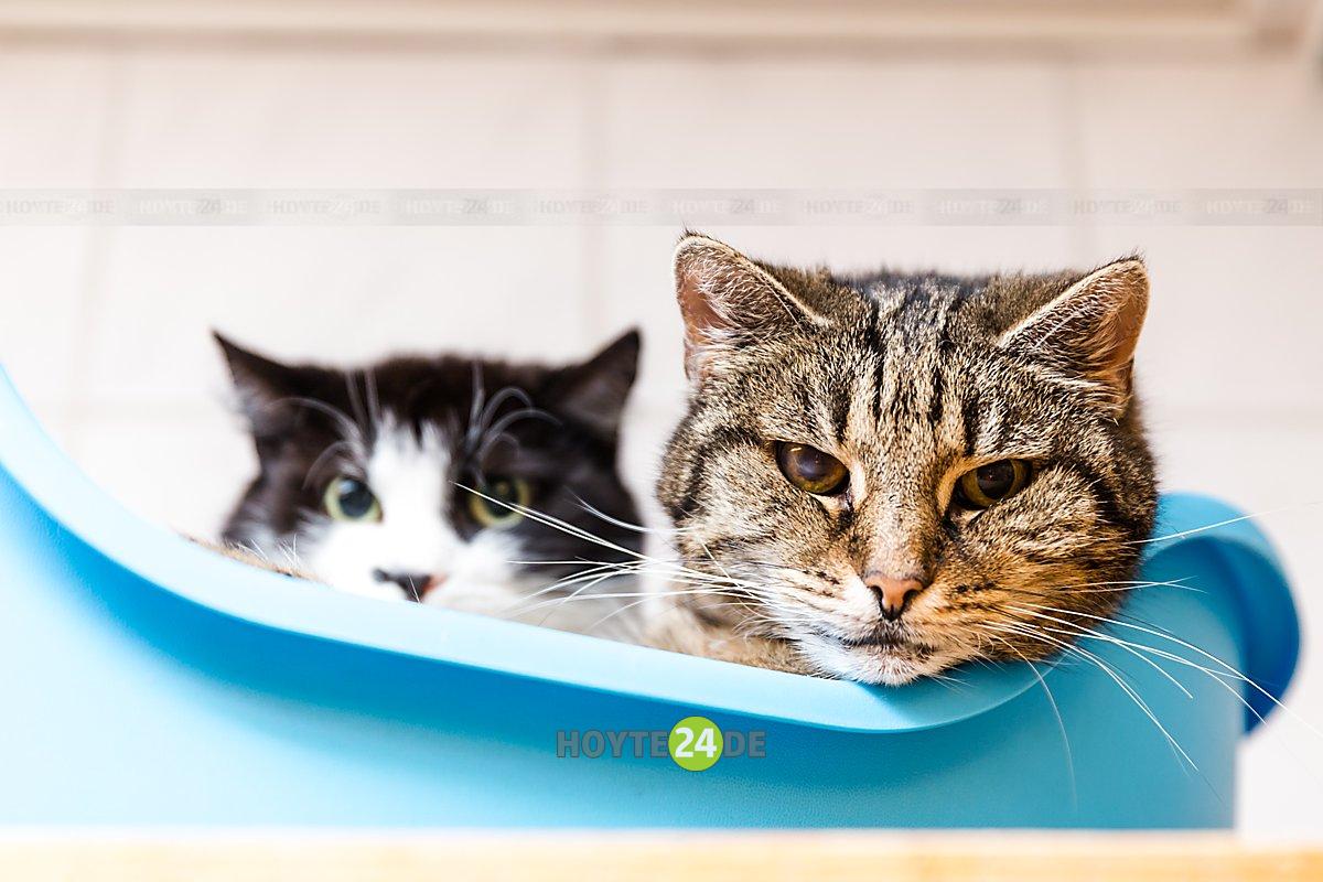 Man sieht zwei Katzen.