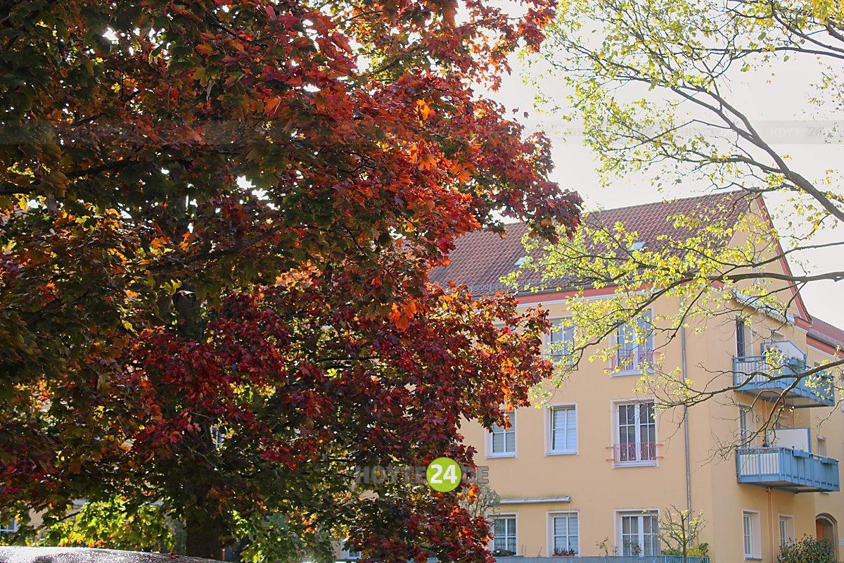 Man sieht buntes Herbstlaub.