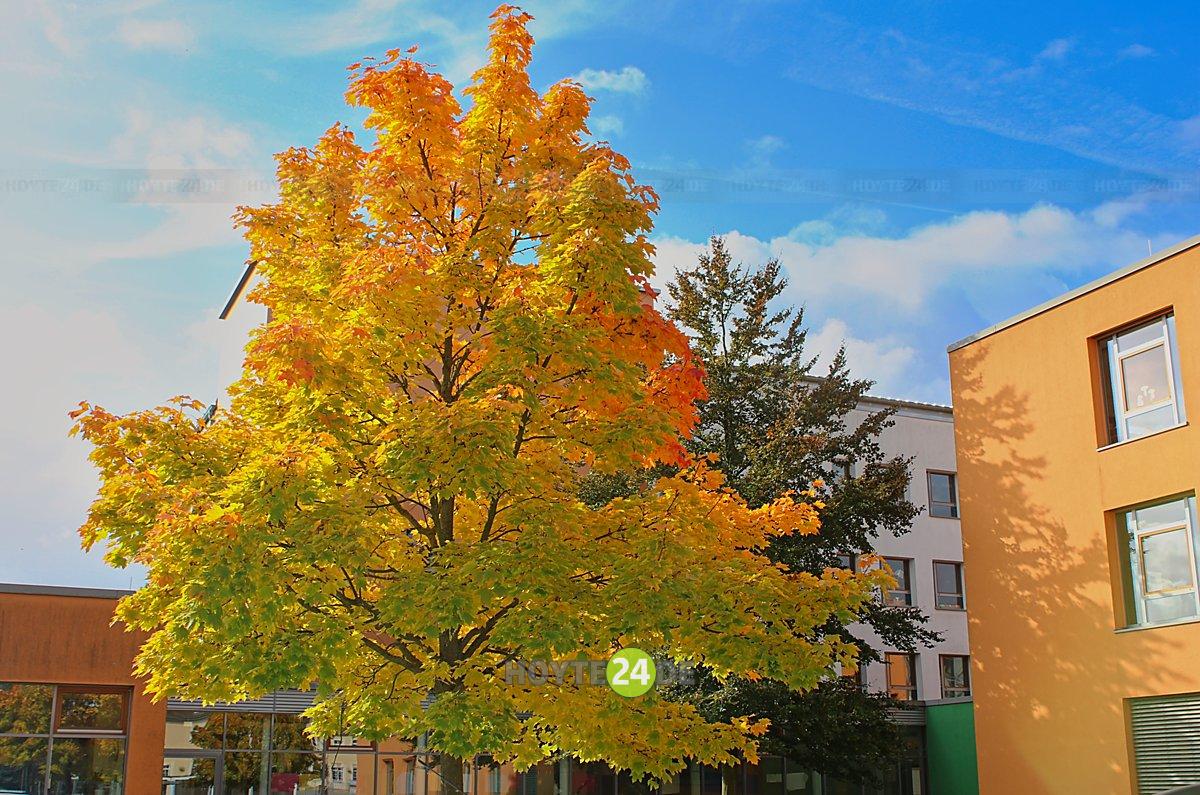 Man sieht Herbstlaub.