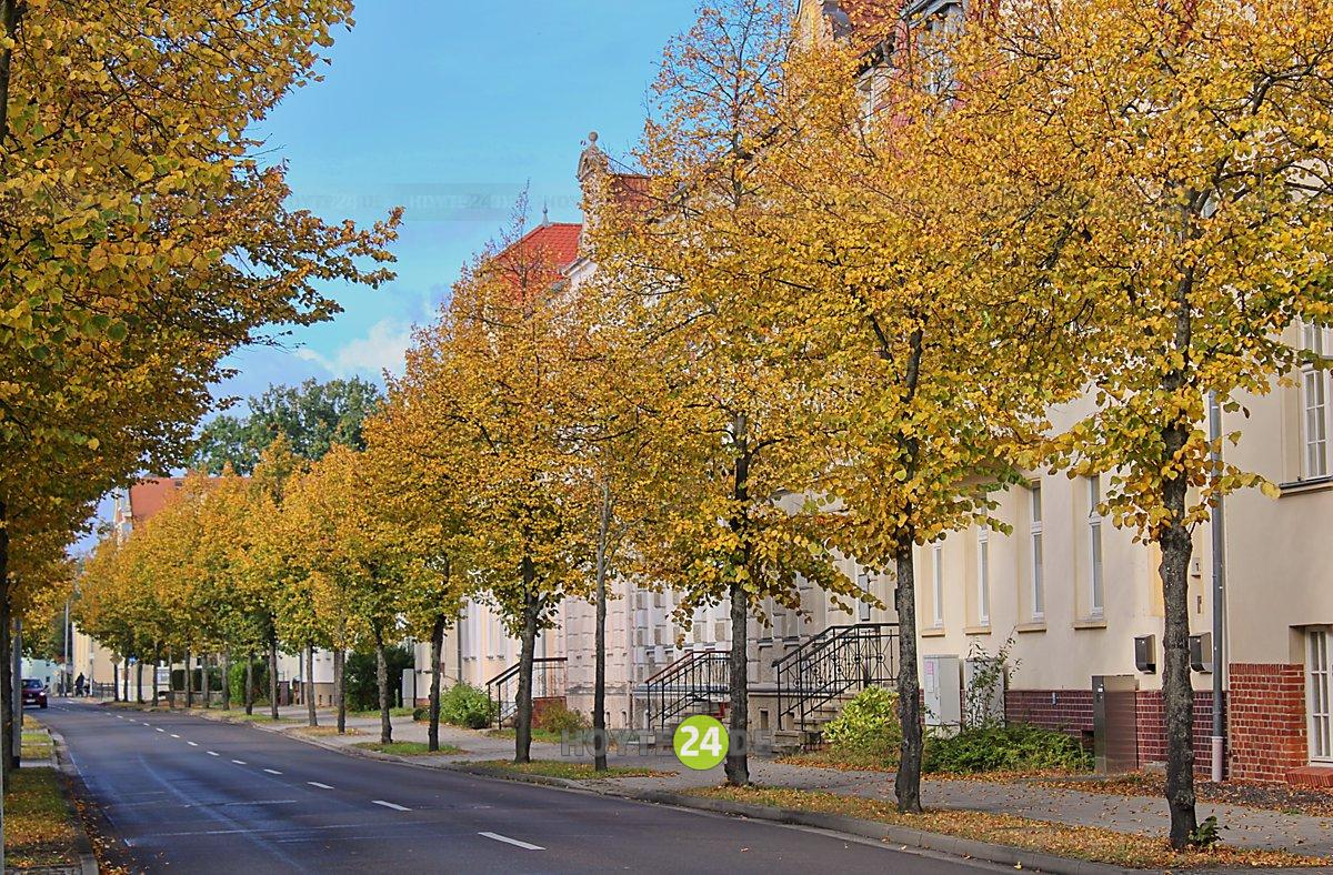 Man sieht Herbstlaub.