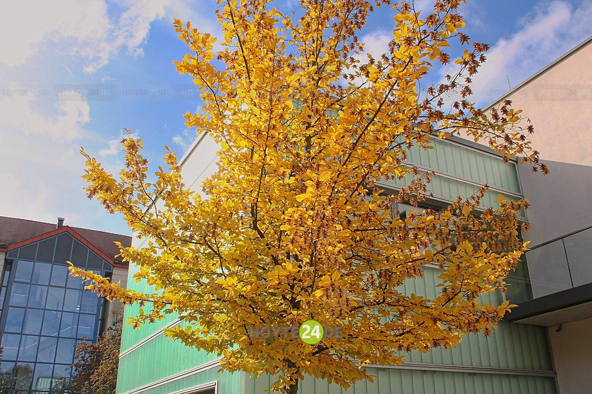 Man sieht Herbstlaub vor dem Bürgerzentrum.