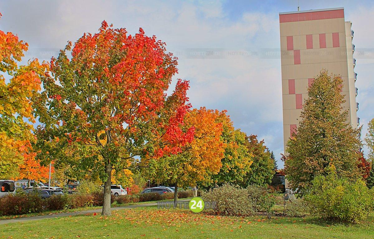 Man sieht Herbstlaub vor dem Hochhaus Schillstraße im WK IX.
