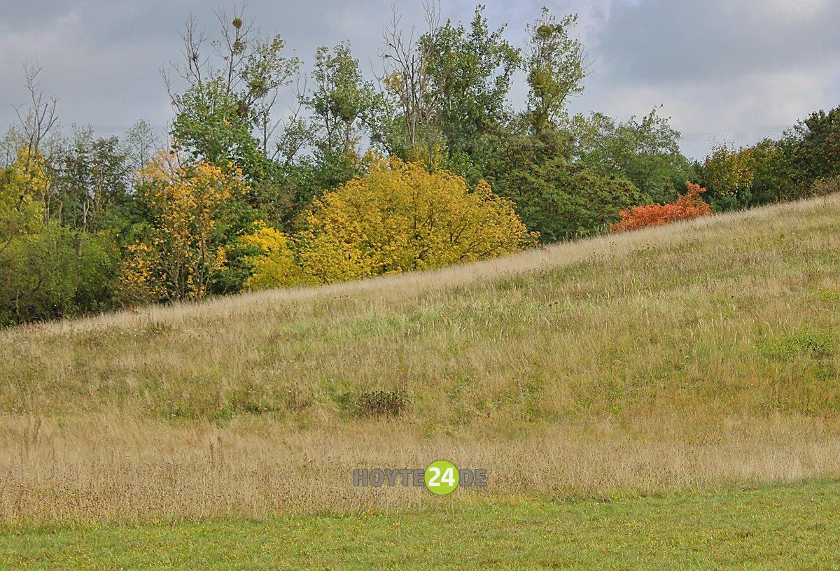 Man sieht Herbstlaub im Freizeitkomplex Ost.