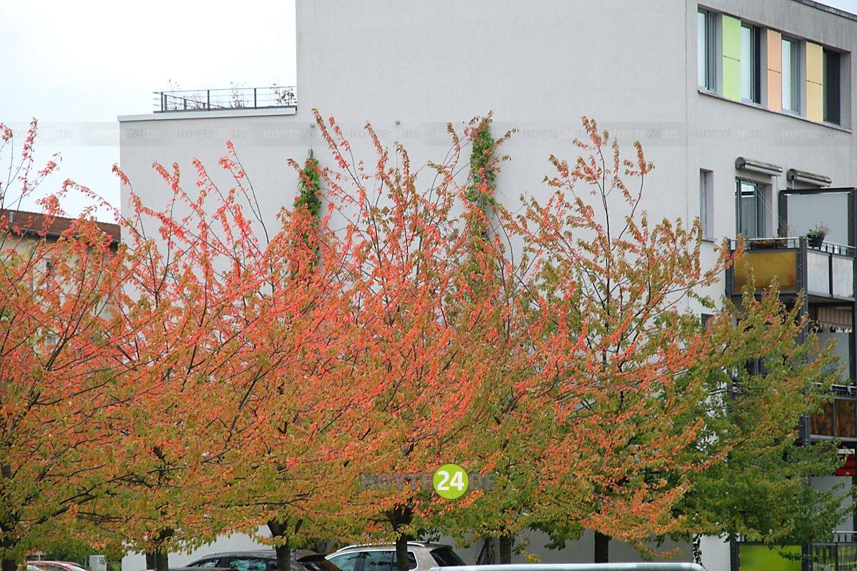 Man sieht Herbstlaub im WK V.
