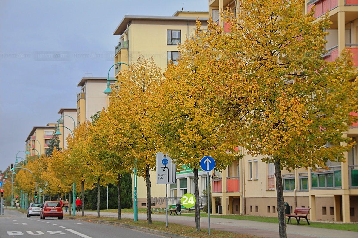 Man sieht Herbstlaub an der Bautzener Allee.