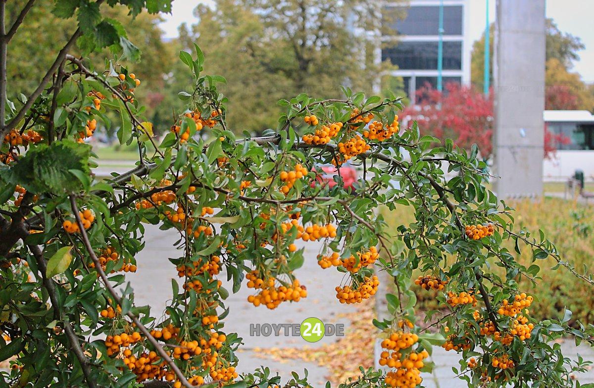 Man sieht Vogelbeeren am Lausitz-Center.