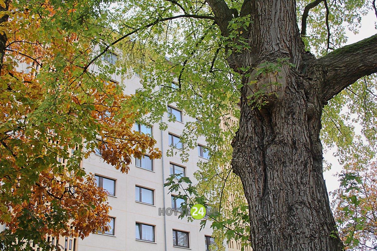 Man sieht zwei Bäume vor einem Haus der Wohnungsgesellschaft Hoyerswerda.