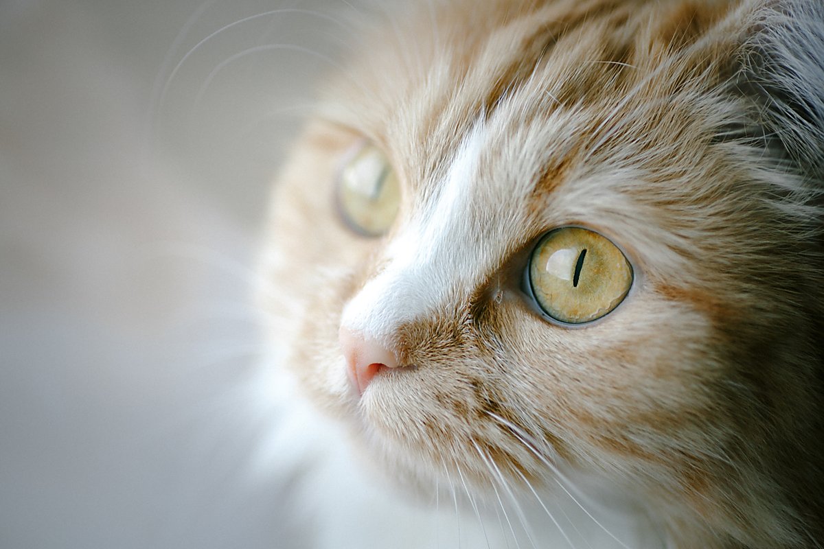 Man sieht eine Katze.