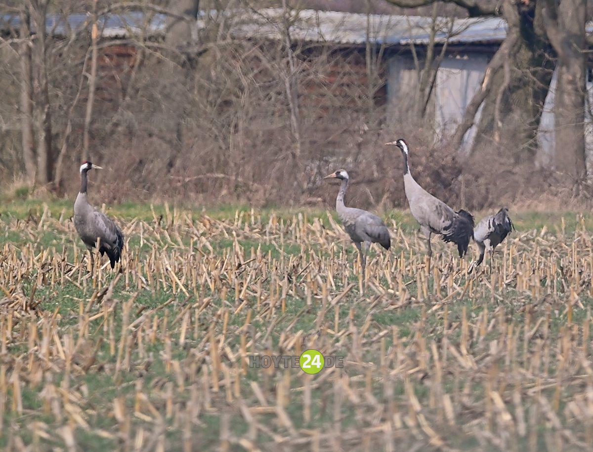 Man sieht vier Kraniche.