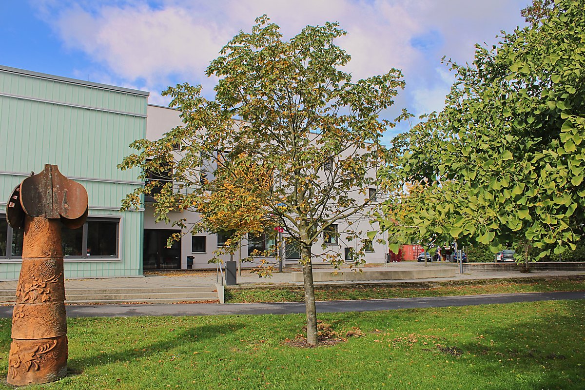 Man sieht einen neu gepflanzten Baum am Schloßplatz.