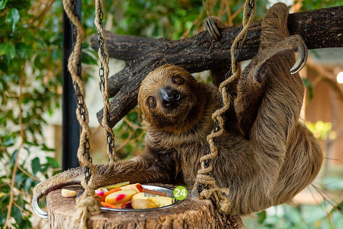 Man sieht ein Faultier im Zoo.