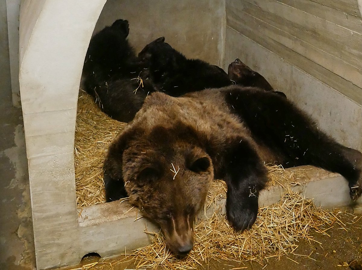 Man sieht die beiden Bären aus dem Zoo Hoyerswerda in ihrer Höhle liegen.