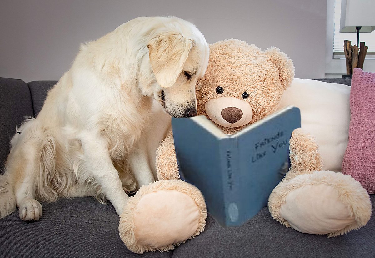 Man sieht einen Plüschbär mit einem Buch in der Hand, daneben einen Golden Retriever, der hineinschaut.