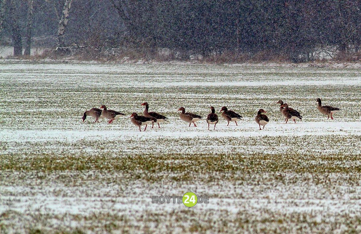 Man sieht Wildgänse.