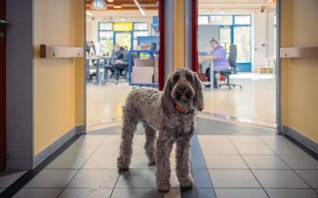 Man sieht Therapiehund Bente.