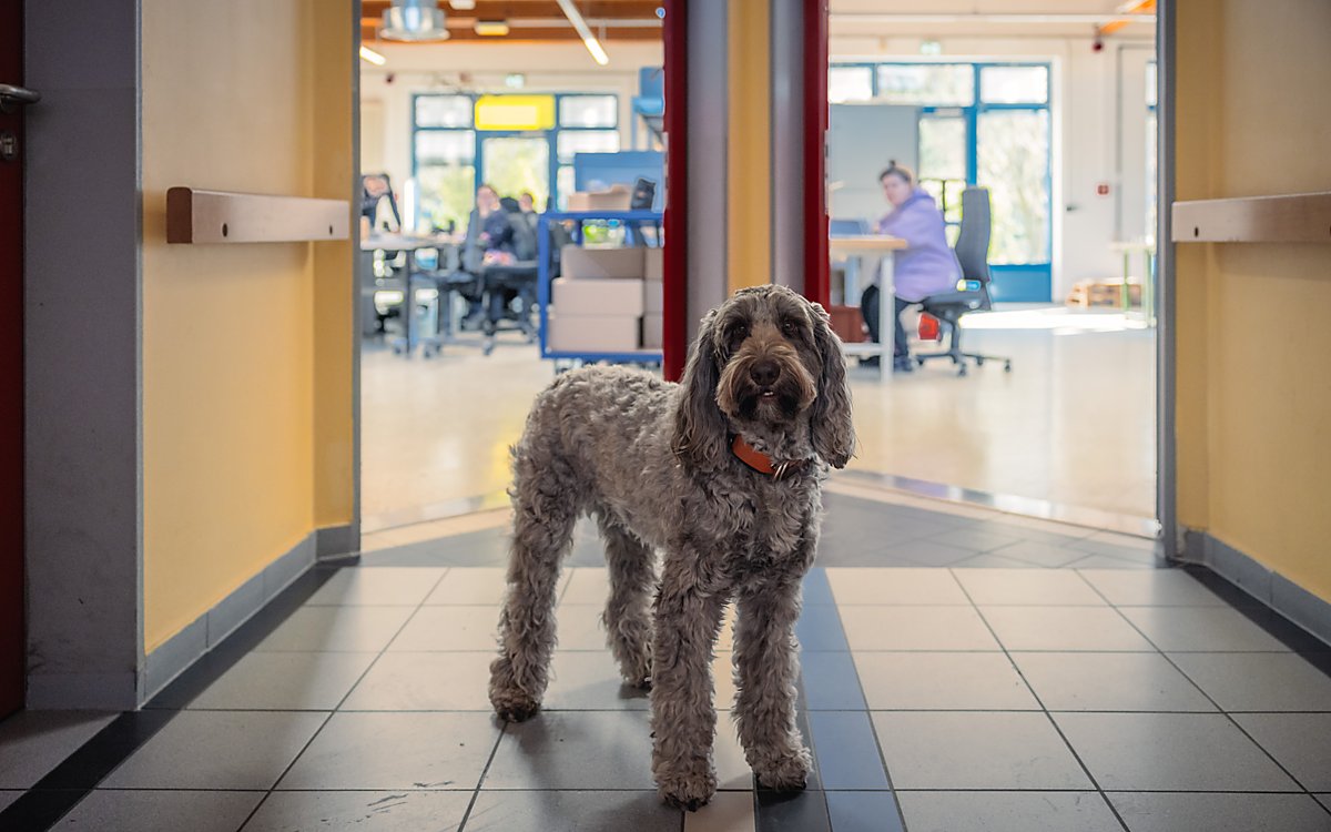 Man sieht Therapiehund Bente.